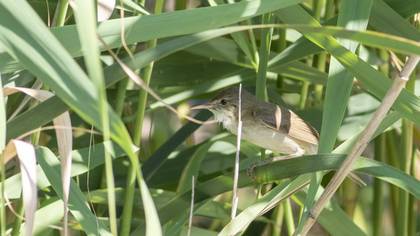 Common Reed Warbler