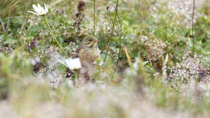 Ortolan Bunting
