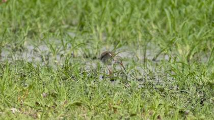 Common Redshank