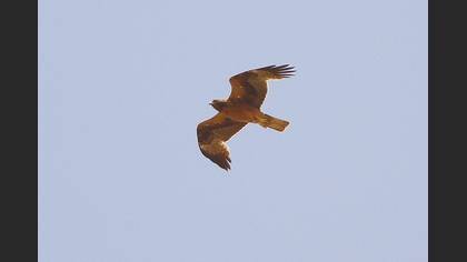 Booted Eagle