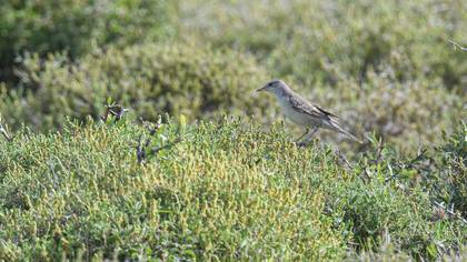 Barred Warbler