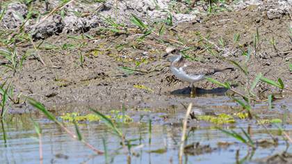 Little Ringed Plover