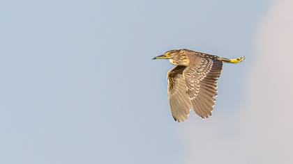 Black-crowned Night Heron