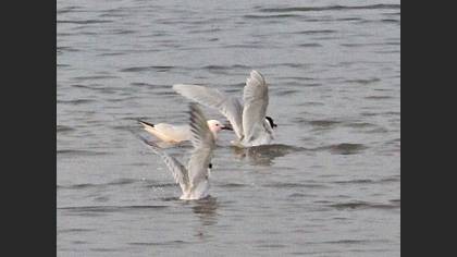 Slender-billed Gull