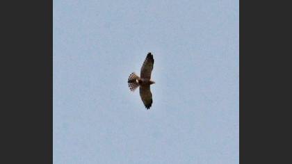Levant Sparrowhawk