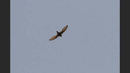 Little Swift