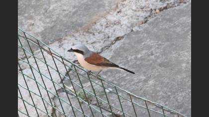 Red-backed Shrike