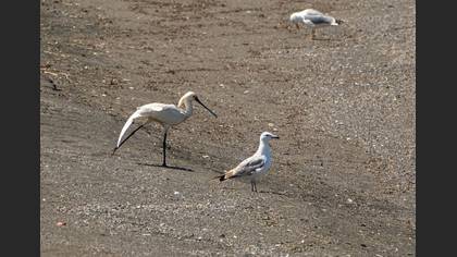 Eurasian Spoonbill