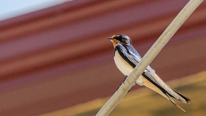 Barn Swallow