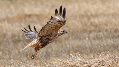 Long-legged Buzzard