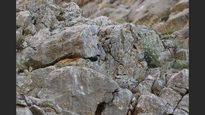 Ring Ouzel