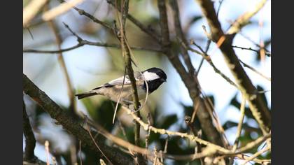 Coal Tit