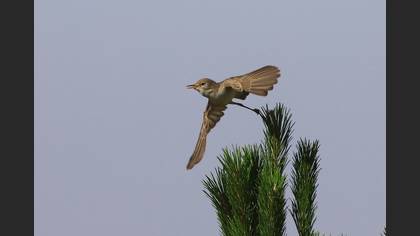 Upcher`s Warbler
