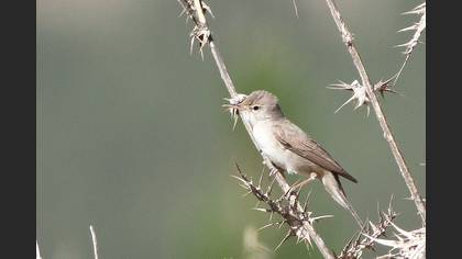 Upcher`s Warbler