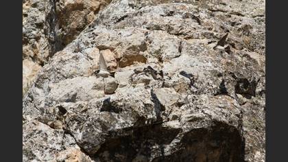 Western House Martin