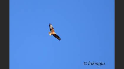 Long-legged Buzzard