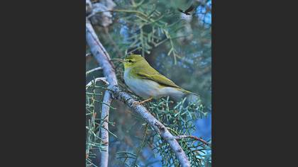 Wood Warbler