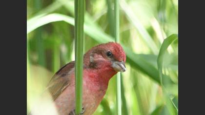 Common Rosefinch