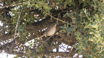 Subalpine Warbler