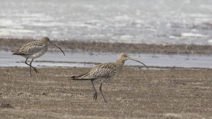 Eurasian Curlew