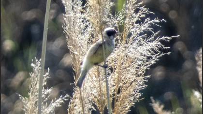 Eurasian Penduline Tit
