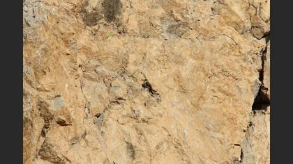 Eurasian Crag Martin