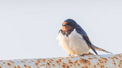 Barn Swallow