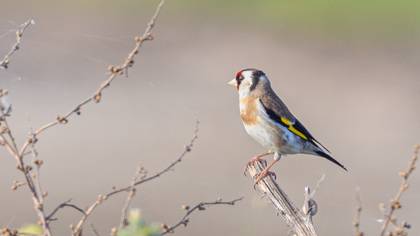 European Goldfinch