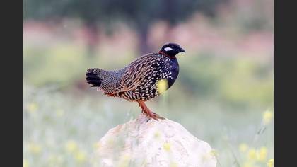 Black Francolin