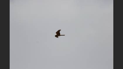 Montagu`s Harrier