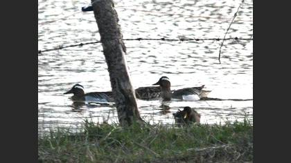 Garganey