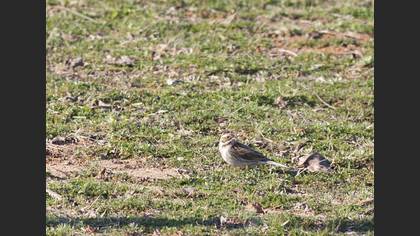 Common Reed Bunting