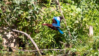 White-throated Kingfisher