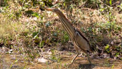 Little Bittern