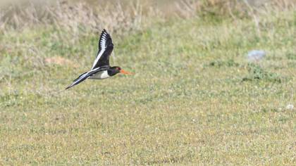 Eurasian Oystercatcher