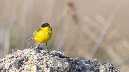 Western Yellow Wagtail