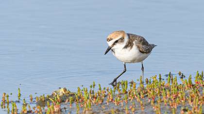 Kentish Plover