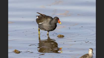Common Moorhen