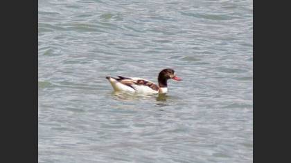 Common Shelduck