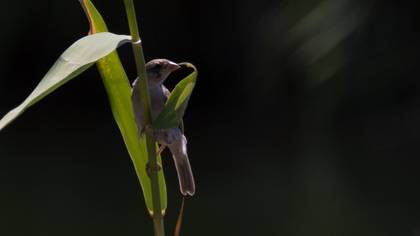 Pale Rockfinch