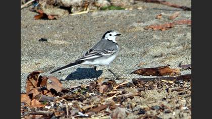 White Wagtail
