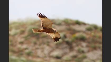 Western Marsh Harrier