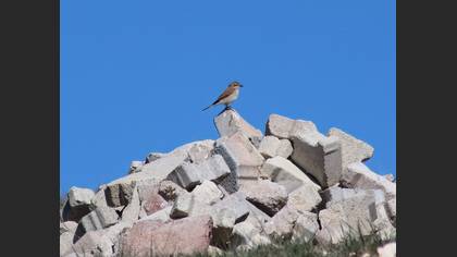 Red-backed Shrike