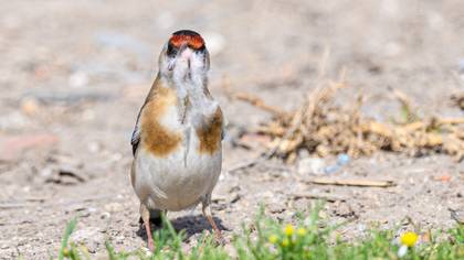 European Goldfinch