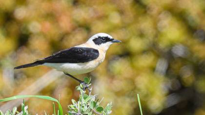 Black-eared Wheatear
