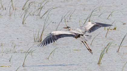 Grey Heron