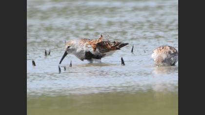 Dunlin