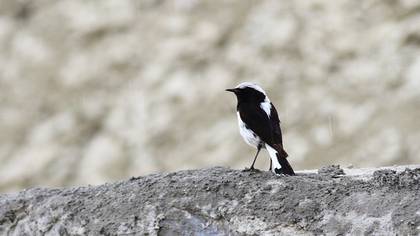 Finsch`s Wheatear