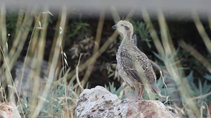 Chukar Partridge