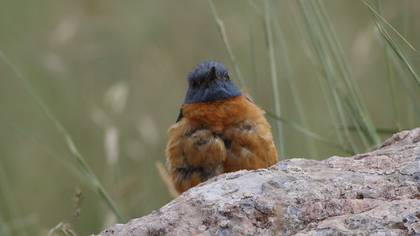 Common Rock Thrush